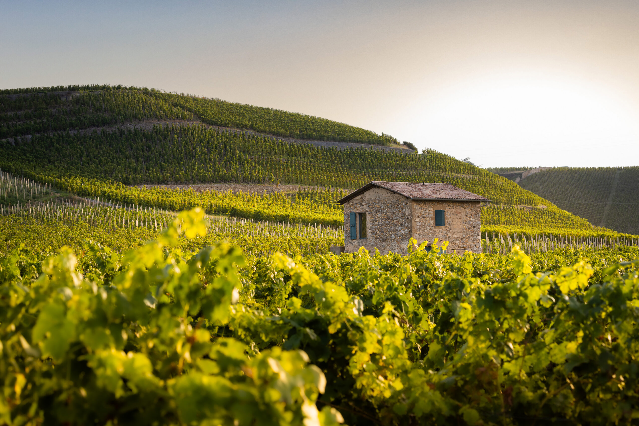 Cata de vinos de la Maison Paul Jaboulet Aîné, bodega ícono del Ródano con su vino reconocido mundialmente Hermitage "La Chapelle" en Madrid.