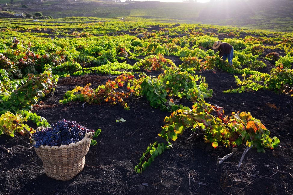 Desde las profundas laderas de Fuencaliente, donde el volcán marca el pulso del suelo, surge un patrimonio vitivinícola único. Terrenos de ceniza, vides viejas y manos que trabajan con respeto y tradición. En esta cata, viajaremos a través de seis vinos de las bodegas Llanos Negros, Mil 7, Tamanca, Teneguía, Vega Norte y Tendal, todos seleccionados por Carlos Lozano para mostrar el alma del vino palmero.
